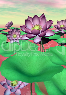 Pink waterlilies and lotus flowers - 3D render