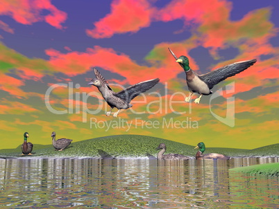 Mallard duck scenery - 3D render