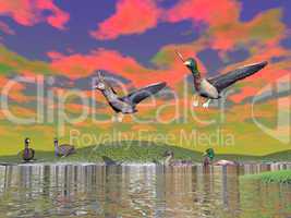 Mallard duck scenery - 3D render