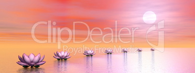 Water lilies steps to the sun - 3D render