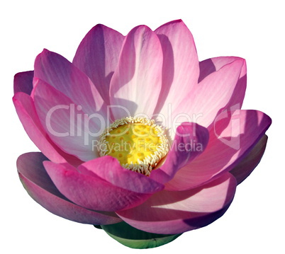 Pink waterlily or lotus flower