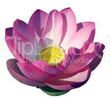 Pink waterlily or lotus flower