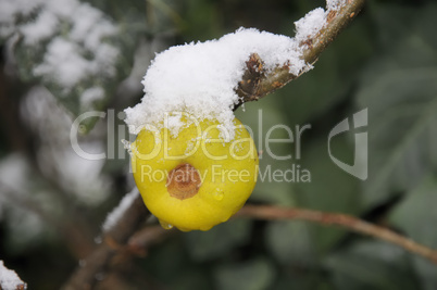 Frucht der Zierquitte mit Schnee