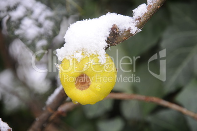 Frucht der Zierquitte mit Schnee