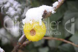 Frucht der Zierquitte mit Schnee