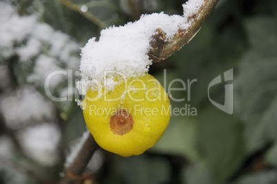 Frucht der Zierquitte mit Schnee