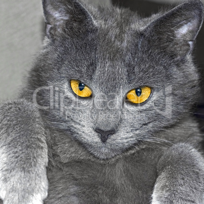 gray british cat portrait