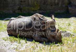 grey rhinoceros in city zoo