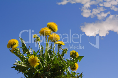 dandelions with blue sky