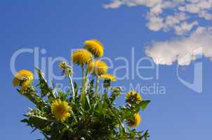 dandelions with blue sky