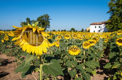 Sunflower field at sunset with white house on background