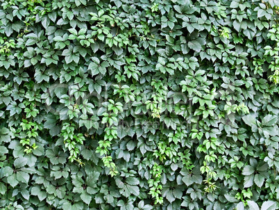green background of leaves green background of leaves