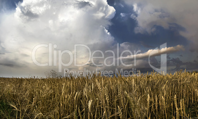 Panorama of wheat field with thunderclouds