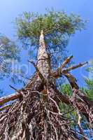 exposed roots of the pine