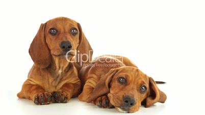 Two dachshund puppies