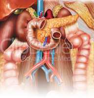 digestive apparatus