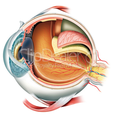schematic of the human eye