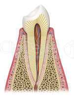Inside scheme a healthy tooth
