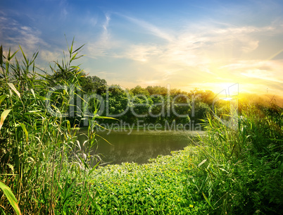 Reeds on the River