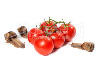 family of snails and ripe tomato with water drop
