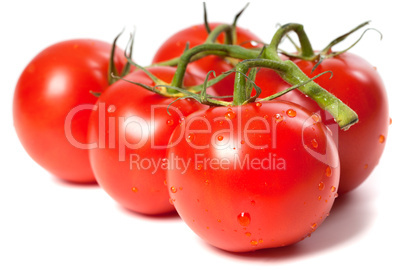 ripe tomato with water drops