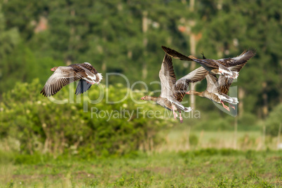 Greylag Gooses