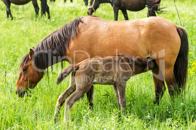 Horse family