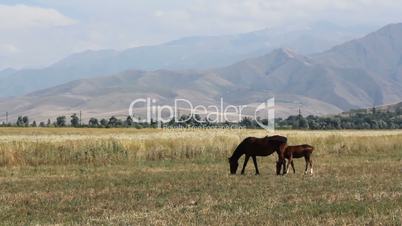 Horses