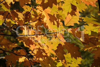 Blätter im Herbst