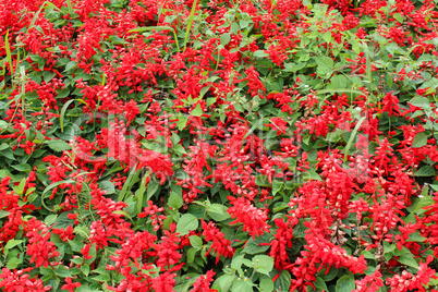 beautiful bed with flowers of salvia