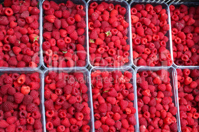 red berries of raspberry