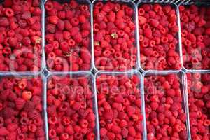 red berries of raspberry