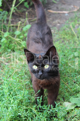 black cat with white tie in the bush