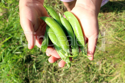 pea pods in the hand