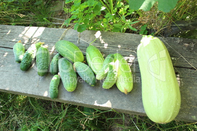 cucumbers and squash