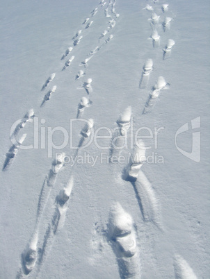 outgoing people and traces on a snow