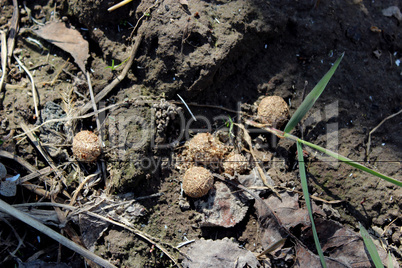 hare's dungs on the ground