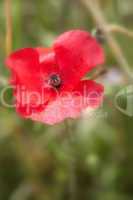 Klatschmohn - Papaver rhoeas