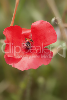 Klatschmohn - Schwebfliege