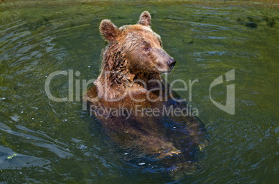 Bär badet im Wasser Braunbär