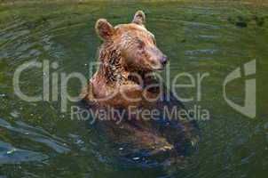 Bär badet im Wasser Braunbär