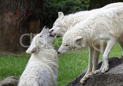 Weißes Wolfsrudel bei der Familienpflege