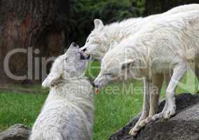 Weißes Wolfsrudel bei der Familienpflege