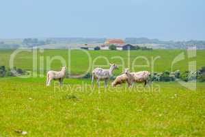 Sheep. East Sussex, UK