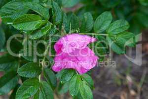 rosa rugosa