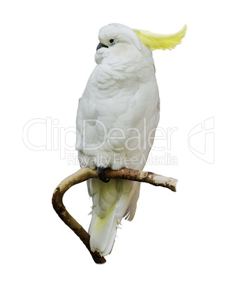 Yellow-Crested Cockatoo