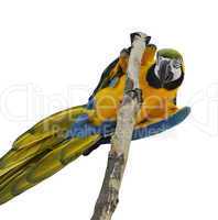 Blue And Gold Macaw