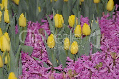 Tulpen und Hyazinthen