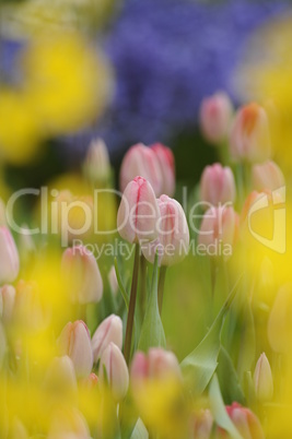 Tulpen