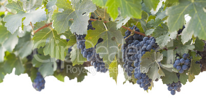 Beautiful Lush Grape Bushels and Vines on White